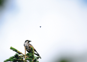 == 株式会社伝書鳩｜経済の伝書鳩｜北見・網走・オホーツクのフリーペーパー ==