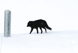  == 株式会社伝書鳩｜経済の伝書鳩｜北見・網走・オホーツクのフリーペーパー ==