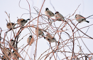  == 株式会社伝書鳩｜経済の伝書鳩｜北見・網走・オホーツクのフリーペーパー ==