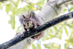  == 株式会社伝書鳩｜経済の伝書鳩｜北見・網走・オホーツクのフリーペーパー ==