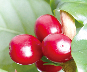 ② == 株式会社伝書鳩|経済の伝書鳩|北見・網走・オホーツクのフリーペーパー ==