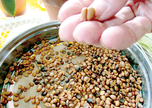 ③ == 株式会社伝書鳩|経済の伝書鳩|北見・網走・オホーツクのフリーペーパー ==