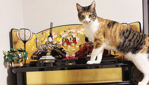  == 株式会社伝書鳩｜経済の伝書鳩｜北見・網走・オホーツクのフリーペーパー ==