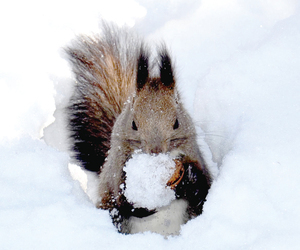  == 株式会社伝書鳩｜経済の伝書鳩｜北見・網走・オホーツクのフリーペーパー ==