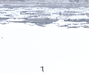  == 株式会社伝書鳩｜経済の伝書鳩｜北見・網走・オホーツクのフリーペーパー ==