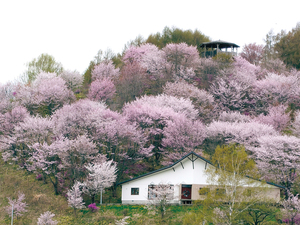 == 株式会社伝書鳩｜経済の伝書鳩｜北見・網走・オホーツクのフリーペーパー ==