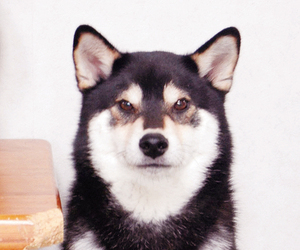  == 株式会社伝書鳩｜経済の伝書鳩｜北見・網走・オホーツクのフリーペーパー ==