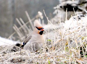  == 株式会社伝書鳩｜経済の伝書鳩｜北見・網走・オホーツクのフリーペーパー ==