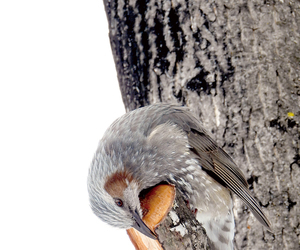  == 株式会社伝書鳩｜経済の伝書鳩｜北見・網走・オホーツクのフリーペーパー ==