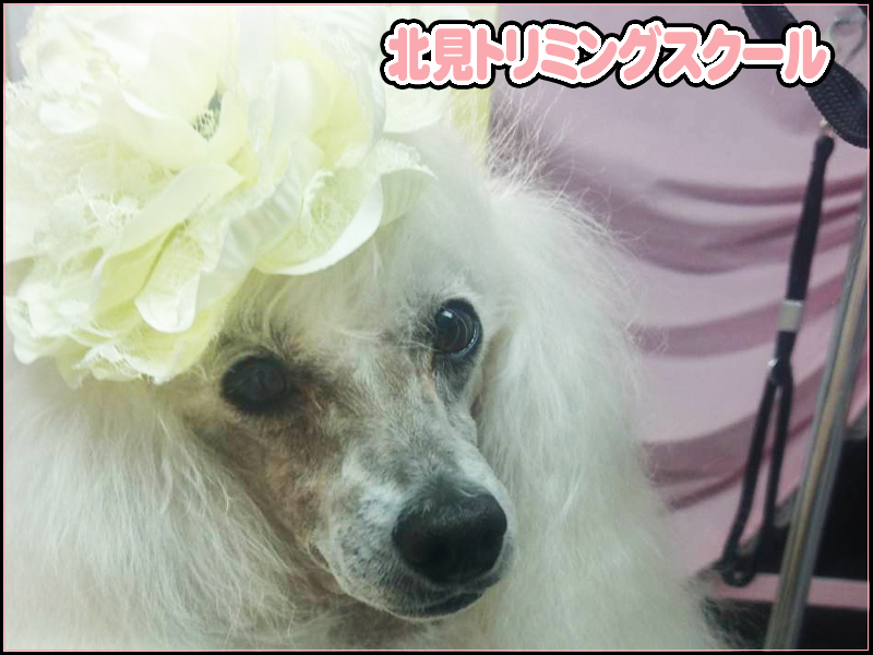 【北海道北見市｜北見トリミングスクール｜アワンズニューヨーク｜ペット｜トリミング｜ペットトリマー】Top