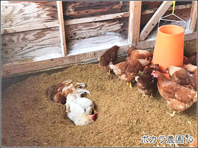 【北海道北見市上ところ｜ぽからのたまご・ポカラの農園｜養鶏・平飼い・新鮮たまご・自家飼料・たまごかけごはん・TKG・直販所】鶏舎の様子