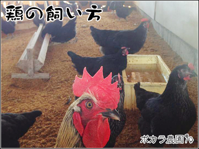 【北海道北見市上ところ｜ぽからのたまご・ポカラの農園｜養鶏・平飼い・新鮮たまご・自家飼料・たまごかけごはん・TKG・直販所】鶏の飼い方