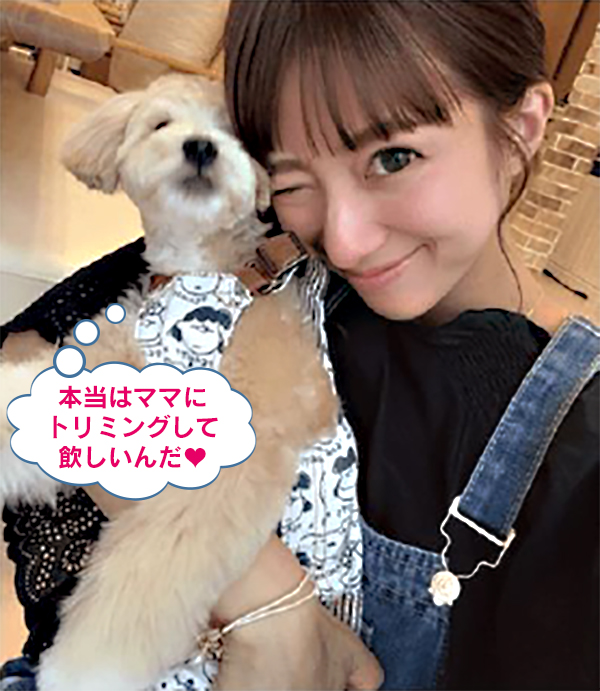お手軽トリミング コース【トリマーさんになりませんか?北海道北見市の「愛犬トリミングスクール」|ペット|美容室|日本ペット美容協会の認定校】 お手軽トリミング コースイメージ